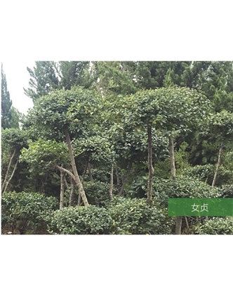 標(biāo)題：名貴樹種
瀏覽次數(shù)：1784
發(fā)表時間：2020-10-17