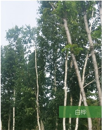 標(biāo)題：名貴樹種
瀏覽次數(shù)：1927
發(fā)表時間：2020-10-17