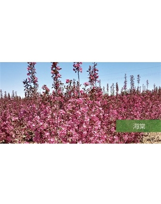 標(biāo)題：?jiǎn)坦嗄?瀏覽次數(shù)：1965
發(fā)表時(shí)間：2020-10-17