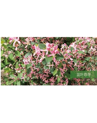 標(biāo)題：喬灌木
瀏覽次數(shù)：1801
發(fā)表時(shí)間：2020-10-17