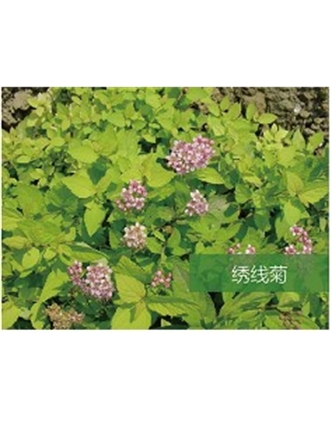 標(biāo)題：喬灌木
瀏覽次數(shù)：1990
發(fā)表時(shí)間：2020-10-17