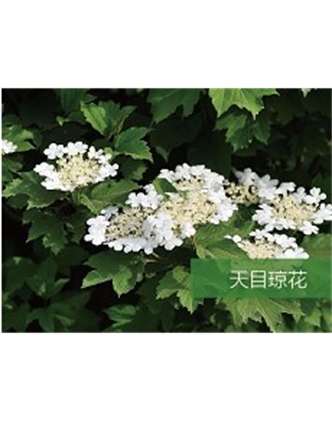 標(biāo)題：喬灌木
瀏覽次數(shù)：1982
發(fā)表時(shí)間：2020-10-17