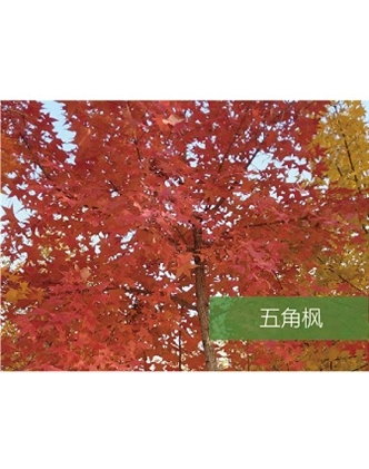 標(biāo)題：喬灌木
瀏覽次數(shù)：1938
發(fā)表時間：2020-10-17