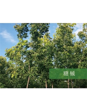 標(biāo)題：喬灌木
瀏覽次數(shù)：2607
發(fā)表時(shí)間：2020-10-17